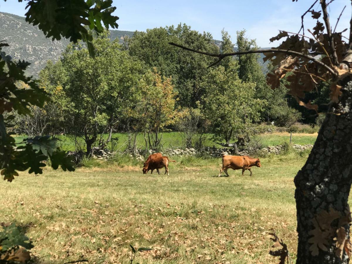 Casa Sierra De Gredos Konuk evi Navasequilla Dış mekan fotoğraf